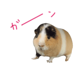 guinea pig Fuku's sticker ver.2 sticker #14351669