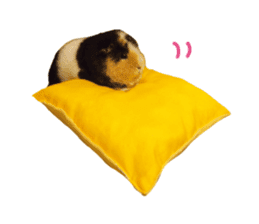 guinea pig Fuku's sticker ver.2 sticker #14351670