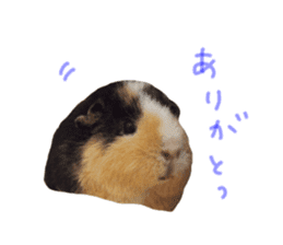 guinea pig Fuku's sticker ver.2 sticker #14351671