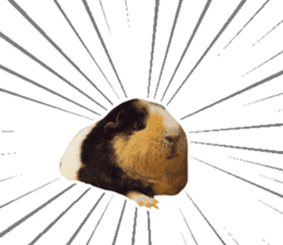 guinea pig Fuku's sticker ver.2 sticker #14351672