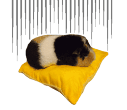 guinea pig Fuku's sticker ver.2 sticker #14351673
