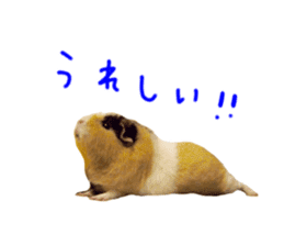 guinea pig Fuku's sticker ver.2 sticker #14351674