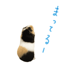 guinea pig Fuku's sticker ver.2 sticker #14351676