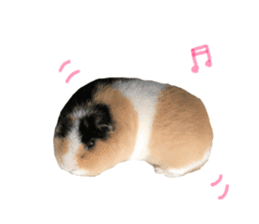 guinea pig Fuku's sticker ver.2 sticker #14351677