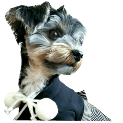 Yorkshire terrier ninja