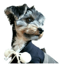 Yorkshire terrier ninja sticker #14353879