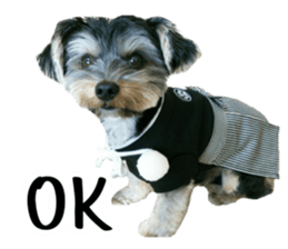 Yorkshire terrier ninja sticker #14353880