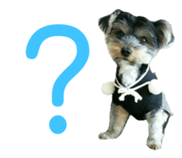 Yorkshire terrier ninja sticker #14353881