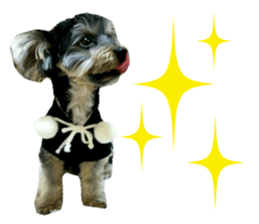 Yorkshire terrier ninja sticker #14353882