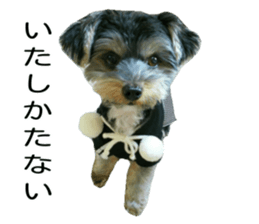 Yorkshire terrier ninja sticker #14353884