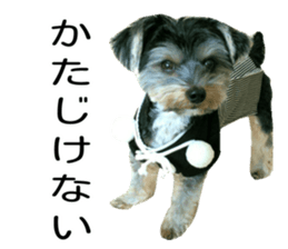 Yorkshire terrier ninja sticker #14353885