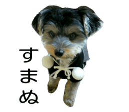 Yorkshire terrier ninja sticker #14353886