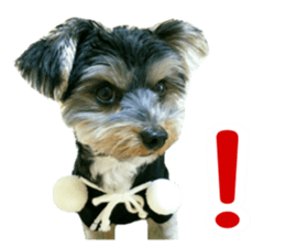 Yorkshire terrier ninja sticker #14353888