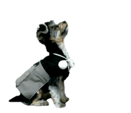 Yorkshire terrier ninja sticker #14353889