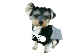 Yorkshire terrier ninja sticker #14353890
