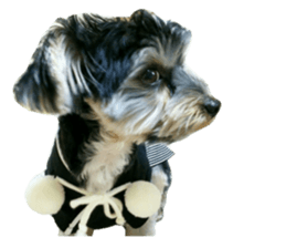Yorkshire terrier ninja sticker #14353891