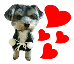 Yorkshire terrier ninja sticker #14353894