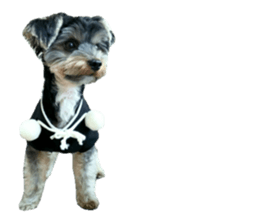 Yorkshire terrier ninja sticker #14353895