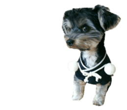 Yorkshire terrier ninja sticker #14353896