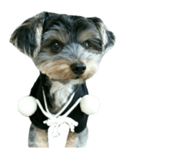 Yorkshire terrier ninja sticker #14353897