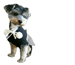 Yorkshire terrier ninja sticker #14353899