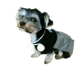 Yorkshire terrier ninja sticker #14353900