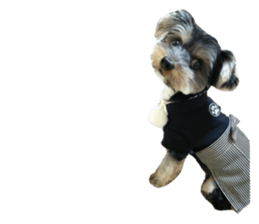 Yorkshire terrier ninja sticker #14353902