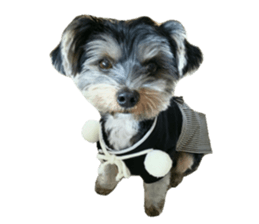 Yorkshire terrier ninja sticker #14353904