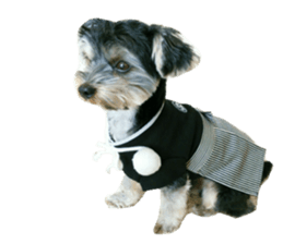 Yorkshire terrier ninja sticker #14353905
