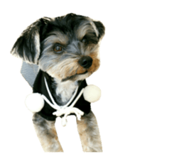 Yorkshire terrier ninja sticker #14353906