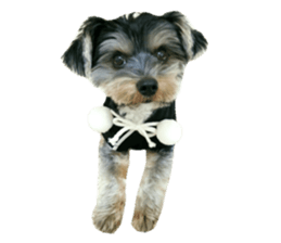 Yorkshire terrier ninja sticker #14353907