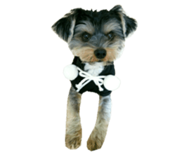 Yorkshire terrier ninja sticker #14353908