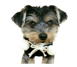 Yorkshire terrier ninja sticker #14353909
