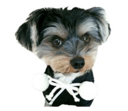 Yorkshire terrier ninja sticker #14353910