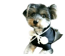 Yorkshire terrier ninja sticker #14353911
