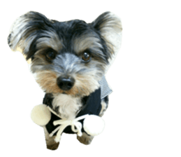 Yorkshire terrier ninja sticker #14353914