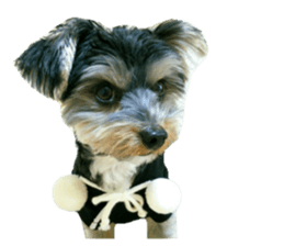 Yorkshire terrier ninja sticker #14353915