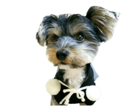 Yorkshire terrier ninja sticker #14353916