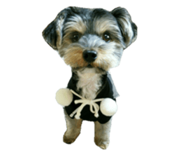 Yorkshire terrier ninja sticker #14353917