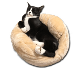 Howl4 sticker #14354302