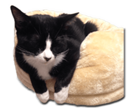 Howl4 sticker #14354306