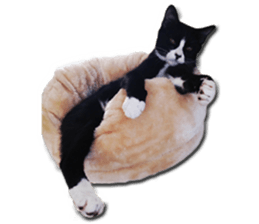 Howl4 sticker #14354307