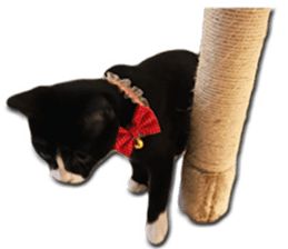 Howl4 sticker #14354315