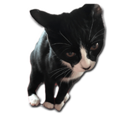 Howl4 sticker #14354316