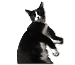 Howl4 sticker #14354319