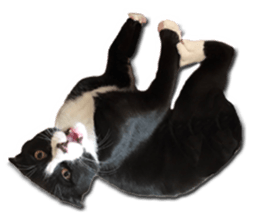 Howl4 sticker #14354321