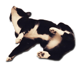 Howl4 sticker #14354323