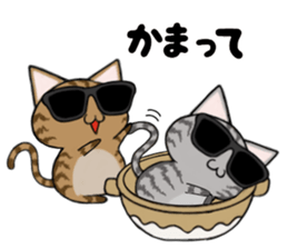 Sunglasses cat Ashver kitten Winter life sticker #14354719
