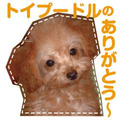 Thank you for the Teacup poodle