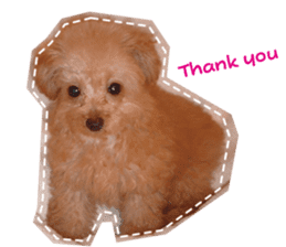 Thank you for the Teacup poodle sticker #14356126